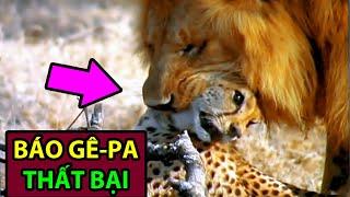 10 Lần Thất Bại Ê Chề của Báo Gê-pa | Động Vật Facts #8