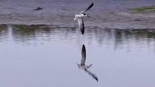 Black Skimmers and Night herons fishing and Great Blue Heron hunting