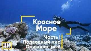 Рыбы Красного моря (с описанием). Часть 1. Египет. Дайвинг.