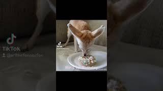 Fennec Fox Rin's 1st Birthday