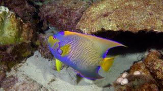 Bonaire Fish ID Video 2023