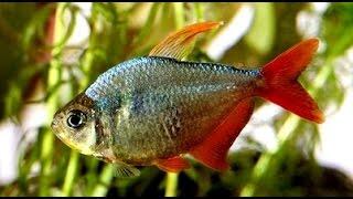 Colombian Tetra Fish