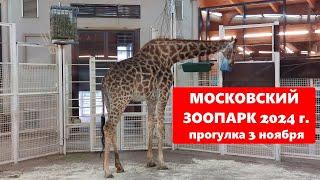 Московсий зоопарк 3 ноября 2024 года — удивительные встречи с животными, прогулка, обзор