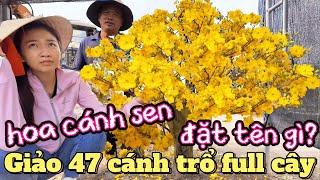 Nghe tin siêu phẩm 47 cánh trổ full cây 500ae đến vườn mai Huỳnh Tú so sánh sb Ngọc Phát Cà Mau SBSG