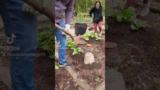 Potato Hilling