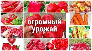 Перец дал ОГРОМНЫЙ урожай Эксперимент удалсяКак вырастить много перцаСекрет раскрыт