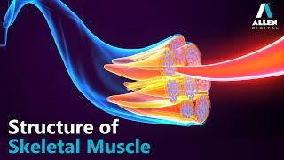 Structure of Skeletal Muscle | Biology | Allen Digital