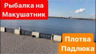 Ловля на МакушатникАтакует ПлотваОгромная Николаевская ТараньПлотва на МакухуРека ДнепрМор Рыбы