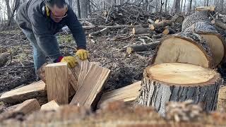 Splitting fresh cut white oak and white oak that has dried.