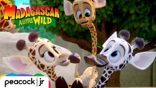 Melman's New Herd | MADAGASCAR A LITTLE WILD