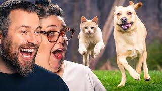 TRY NOT TO LAUGH: Dogs With The Zoomies