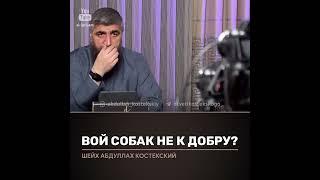 Вой собак не к доброму? Отвечает Абдулла Костекский