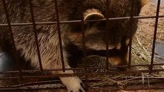 raccoon
