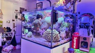 Waterbox 55.2 Saltwater Aquarium Reef Tank Update & Tank Tour September 2023