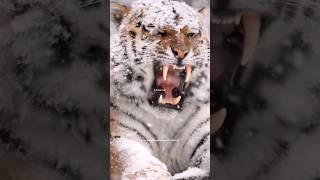 Siberian Tiger | the largest tiger species in the world