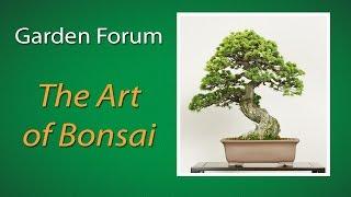 Project Green: The Art of Bonsai