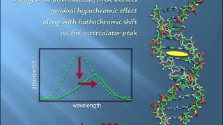 DNA Intercalation & Spectral Shift | Biophysical Chemistry | Explained & Clarified