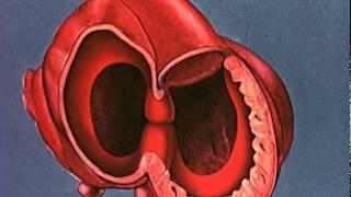 Heart embryology video