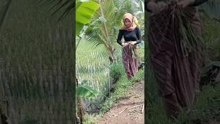 Neng Risma ngambil daun sereh di sawah #short #shorts