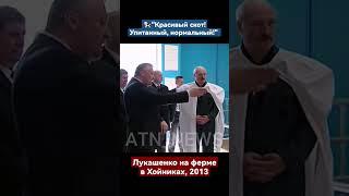 "Красивый скот! Упитанный, нормальный!" // Лукашенко на ферме в Хойниках, 2013. #лукашенко #shorts