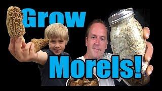 How to Grow Morel Mushrooms!  At HOME!