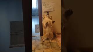 Гладь. Хвали. Люби  #корги #corgi#коргипемброк#собаки #одиночество#одиндома#pets #doglover #любовь