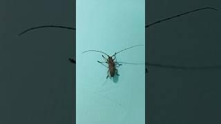 He's here regularly #shortsfeed #nature #insects #bug #buglover #shorts #salagubang #viralshort #sho