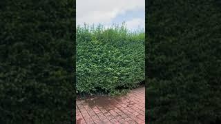 Ligustrum ovalifolium ( Common privet ) hedge-trim ️ - - - #satisfying #satisfyingvideo #hedge