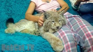 A GIRL IS PETTING HER LYNX