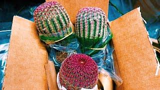 The Arizona Rainbow Hedgehog Cactus (Echinocereus rigidissimus) | Cold Hardy Cactus