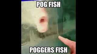 pog fish