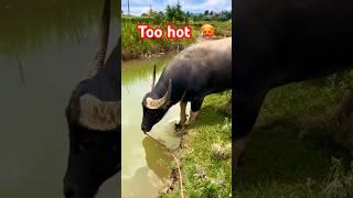 The weather is too hot, Lao   buffalo is going diving #divingbuffalo #buffalovideo