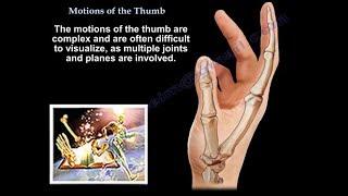 Motions Of The Thumb - Everything You Need To Know - Dr. Nabil Ebraheim