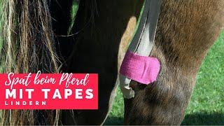 Spat beim Pferd mit Kinesio Tapes behandeln