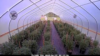 marijuana green house time laps