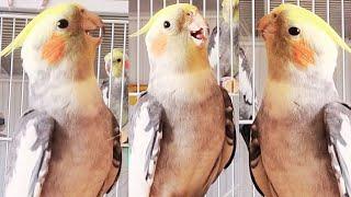 Cute COCKATIEL Singing COCKATIEL Training Songs PARROT Training Songs cockatiel singing wild