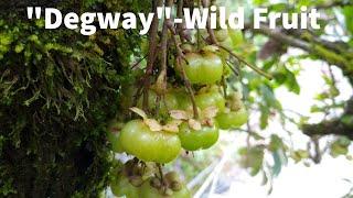 "Degway"-Wild Fruit /Saurauia Sparsifolia