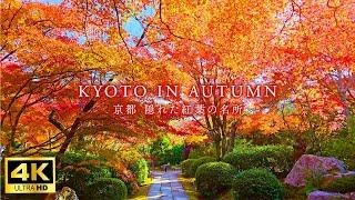 【4K Japan Walk】Kyoto 3 hidden autumn leaves spots recommended by local taxi driver