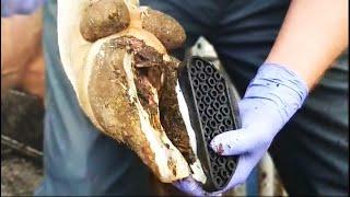 ROTTEN COWS HOOF ... 7 day TRANSFORMATION?! | The Hoof GP