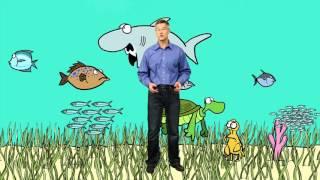 What Is Bycatch? | A Cartoon Crash Course