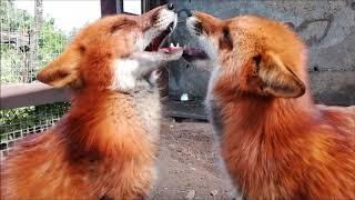 Relationships and interaction between red foxes