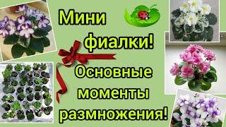 Мини фиалки! Основные моменты выращивания!