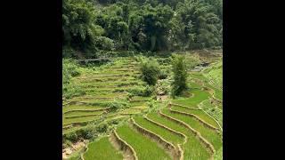 Rice fields Valley Sapa. #vietnam #sapa #ricefield #panorama #travel