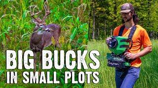 How to Create a Killer Hidey Hole Food Plot for Deer – Cheap, Easy & Effective