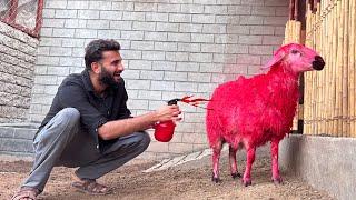 Dora Ko Pink kr Dia Kbi Ksi Ny Pink Sheep Dekhi?