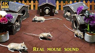 Ultimate cat tv games - mouse hide & seek in jerry mouse holes colony with real sound - 8 hour 4k