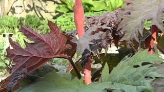 Rheum palmatum var. tanguticum