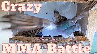 Crazy MMA Wild Pigeon fight: Males fight over the right to breed in the nest box and the female.