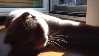 Sochi The Cat: Morning luxuriating / s01.e02 HD