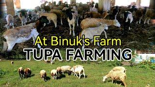 Tupa Farming - Binuk's Farm in Tarlac City